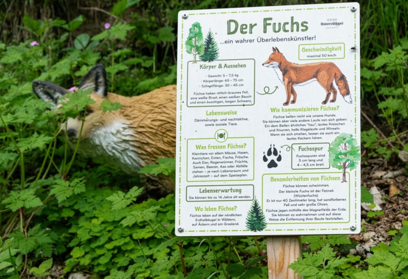Infotafel zum Fuchs