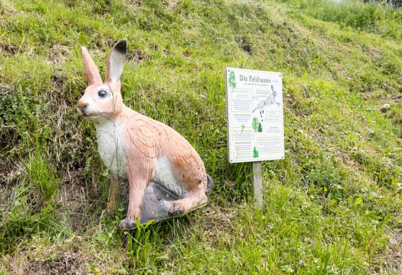 Infotafel zum Hasen