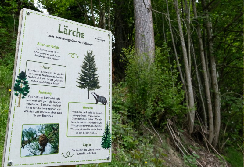 Infotafel zur Lärche am Abenteuerweg