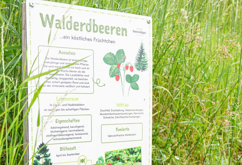 Infotafel Walderdbeeren am Abenteuerweg am Untersüßgut