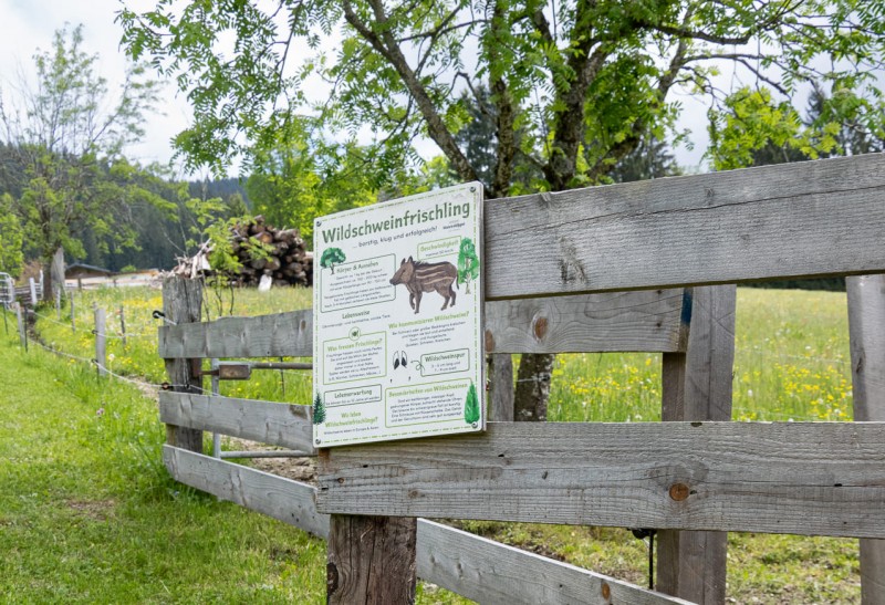 Infotafel zum Wildschweinfrischling am Abenteuerweg in Eben im Pongau