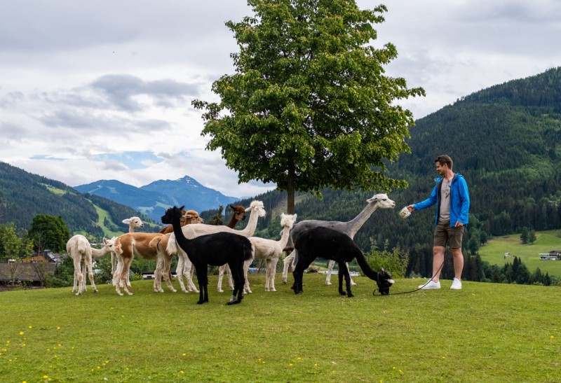 Alpaka Wanderung © TVB Eben / o-mans.at