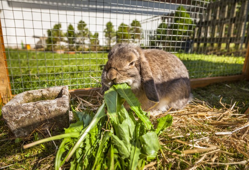 Hase frisst Löwenzahn
