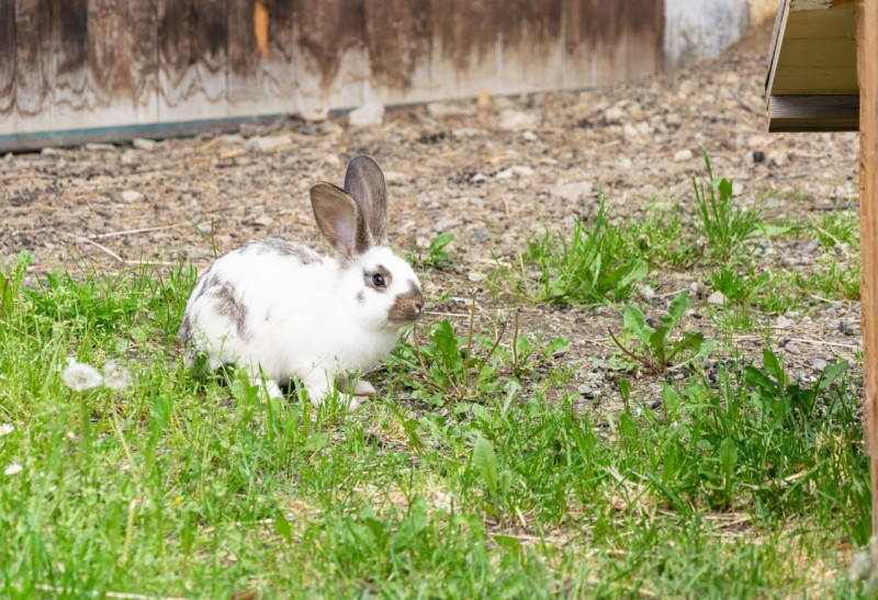Hase auf der Wiese