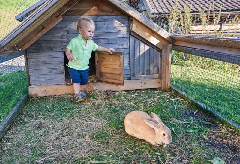 Hasen streicheln im Hasenstall