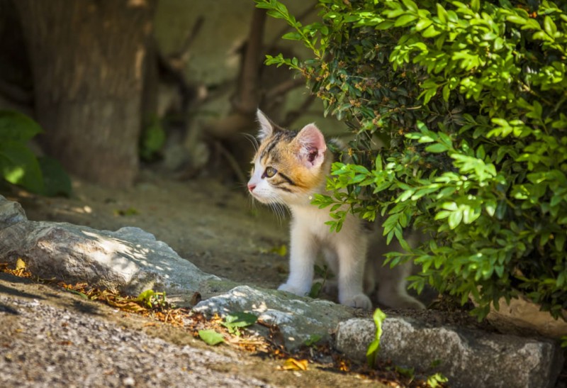 Kleines Kätzchen ist neugierig.