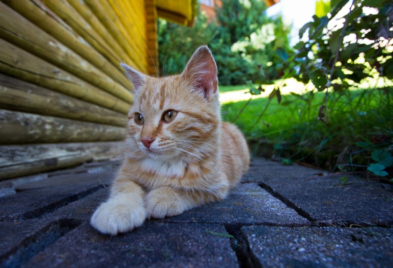 Katze entspannt im Schatten