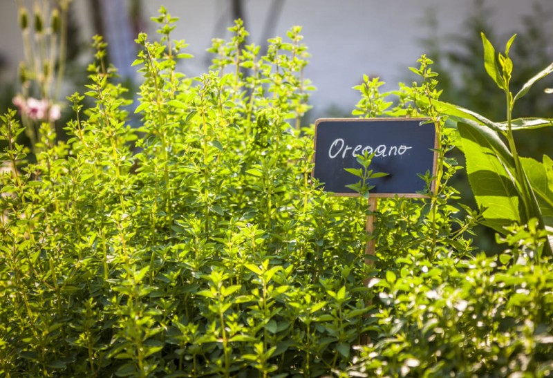 Oregano im Garten