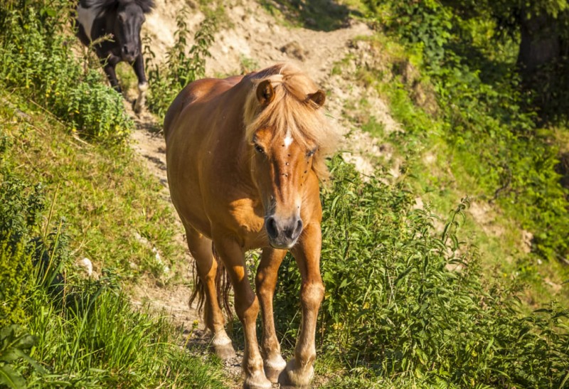 Pferde am Untersüßgut