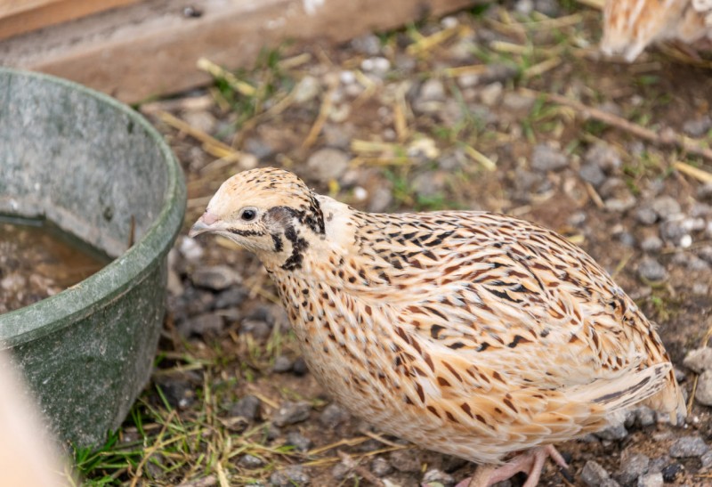 Wachtel trinkt Wasser