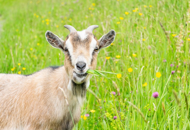 Ziege frisst auf der Weide
