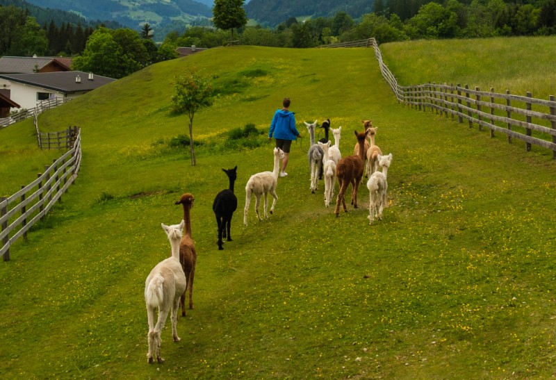 Alpaka wandern © O-MANS