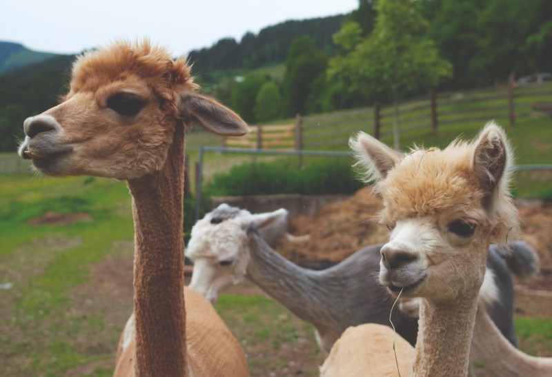 Alpakas am Königshof © TVB Eben / O-MANS