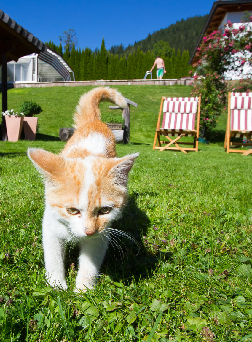 Katze am Bauernhof Untersüßgut im Salzburger Pongau