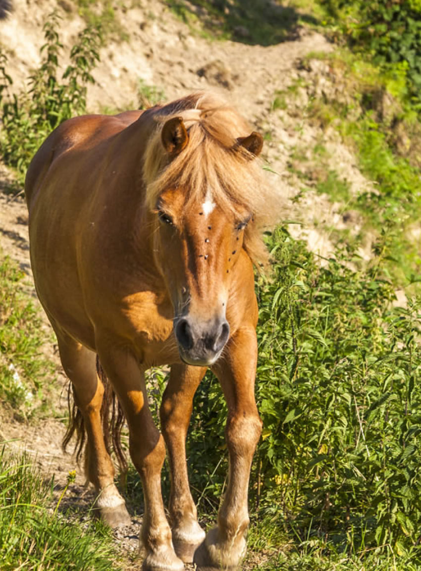 Pferd am Untersüßgut im Salzburger Pongau